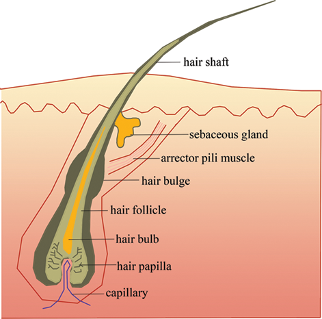 When to Have Laser Hair Removal and Electrolysis Together  Hair Free Life